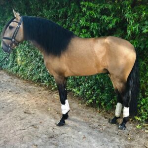 104216872 3001223966593833 1363264545264016522 o