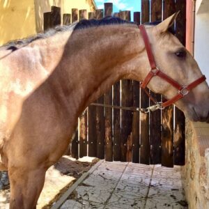 22B952C5 E88B 4E4A B292 7B4309A22B02