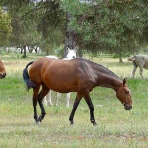 BACC1D7D FAD8 47BE B6AE 9035EFB95DDA